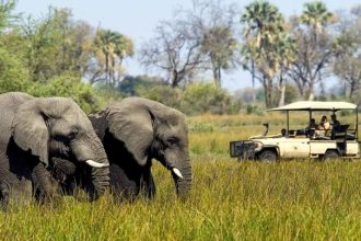 How to Plan the Perfect African Safari Vacation | Austin Adventures