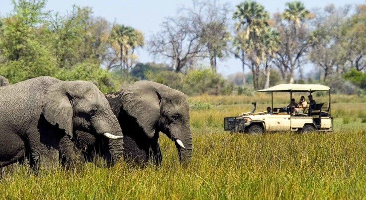 How to Plan the Perfect African Safari Vacation | Austin Adventures